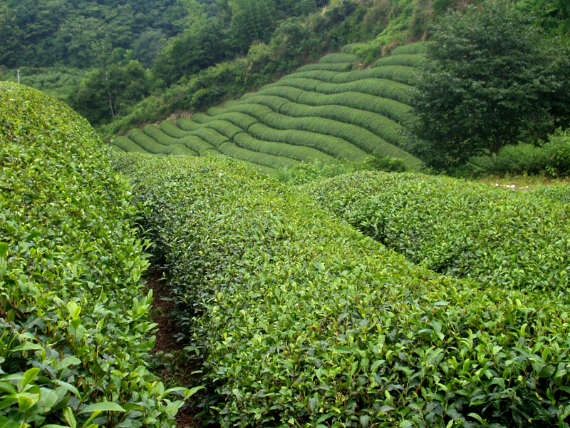 adivinación de hojas de té